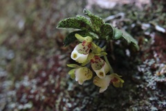 Gastrochilus