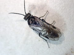 Dolerus niger