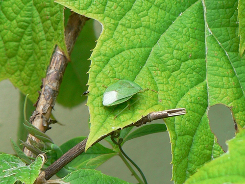 Southern Green Stink Bug
