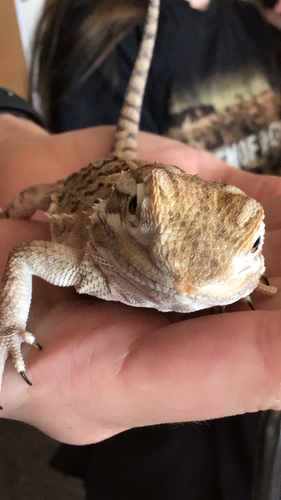Black-soil Bearded Dragon, Pogona henrylawsoni