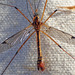 大蚊屬 - Photo 由 K Schneider 所上傳的 (c) K Schneider，保留部份權利CC BY-NC