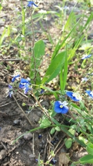 Veronica syriaca