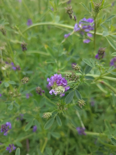Alfalfa