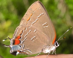 Satyrium calanus calanus