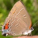 Florida Banded Hairstreak - Photo (c) muirpath, some rights reserved (CC BY-NC)