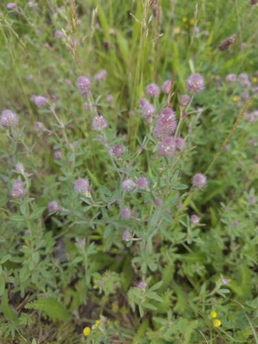 rabbitfoot clover
