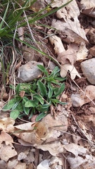 Convolvulus cantabrica