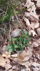 Convolvulus cantabrica