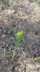 Euphorbia glareosa