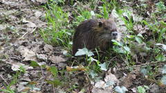 Myocastor coypus