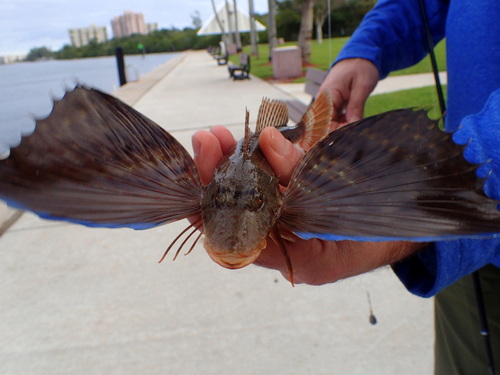 Blackwing searobin (Prionotus rubio) — Triglidae — 2
