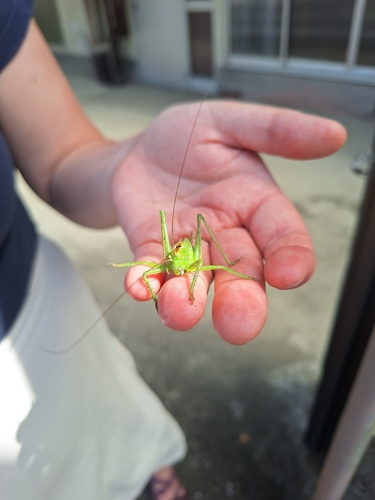 Japanese Green Bush-Cricket