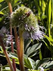 Hydrophyllum capitatum, photograph (c) Curtis Drake, some rights reserved (CC BY)