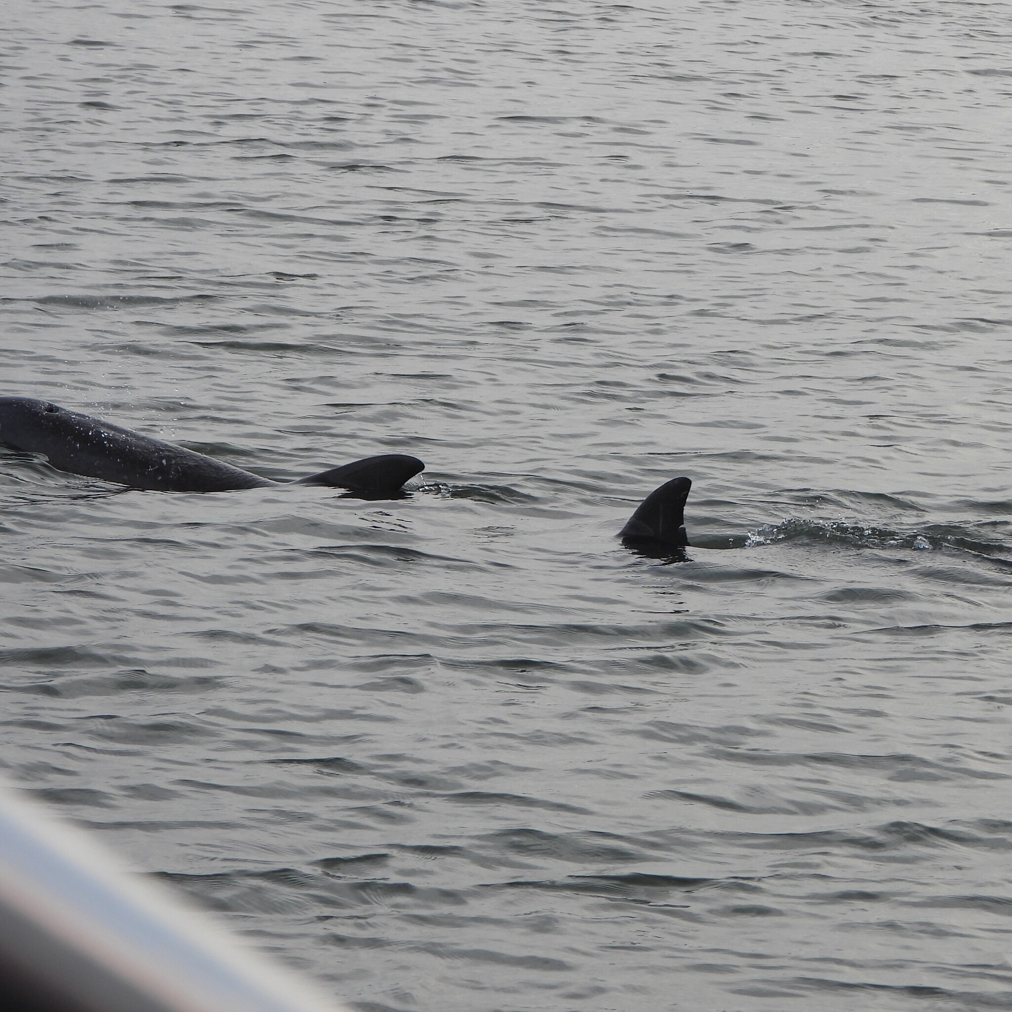Tursiops erebennus