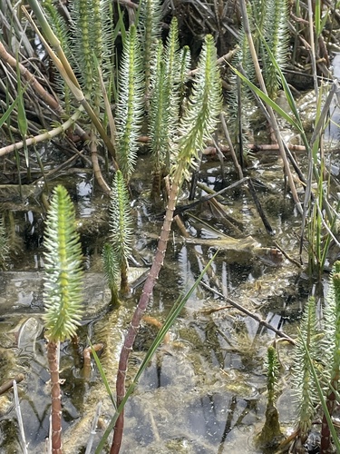 Common Mare's Tail