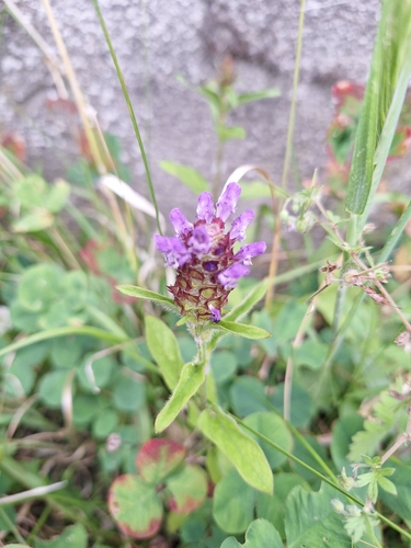 common selfheal