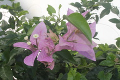 Bougainvillea