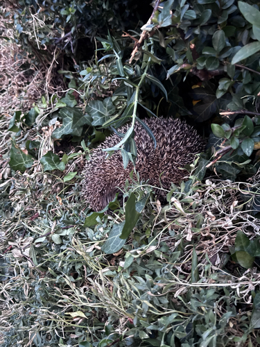 Common Hedgehog
