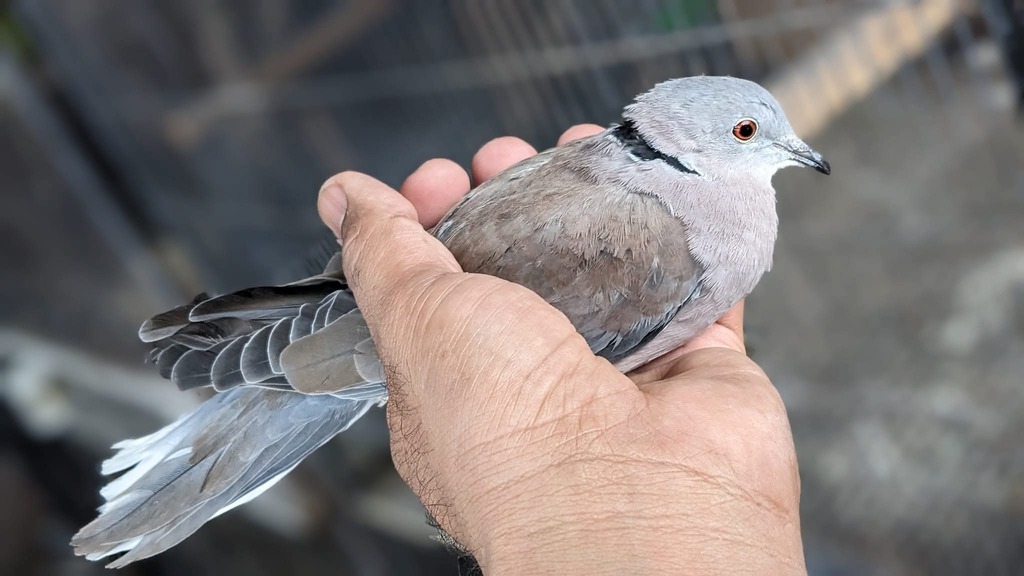 Streptopelia roseogrisea × tranquebarica