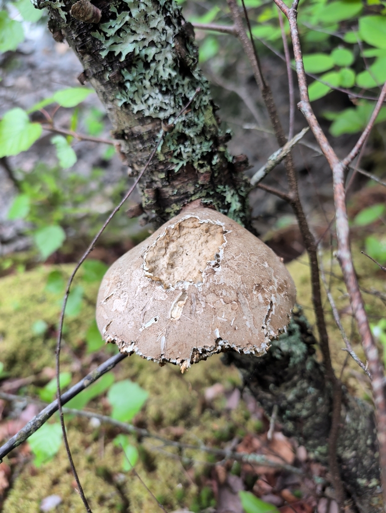birch polypore · June 2026 · photo: Photo: (c) Crystal Butler, some rights reserved (CC BY-SA) · iNaturalist