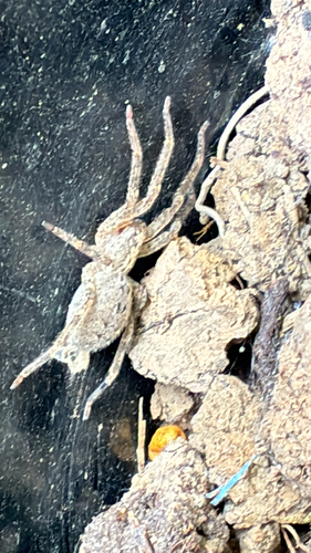 Mediterranean Spiny False Wolf Spider