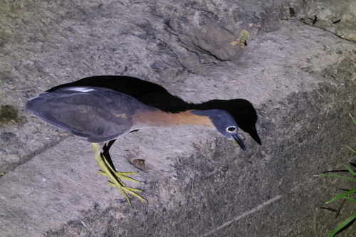 iNaturalist image