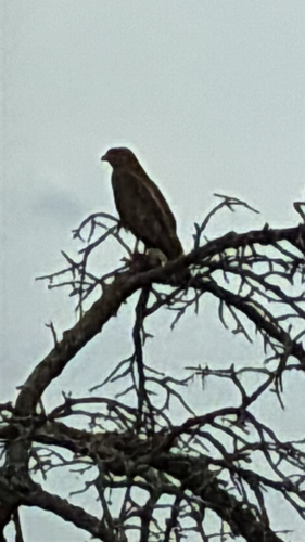 Common Buzzard