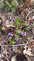 Veronica umbrosa