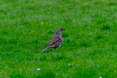 Turdus viscivorus