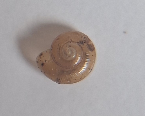 Rayed Glass snail