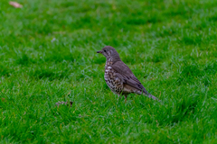 Turdus viscivorus