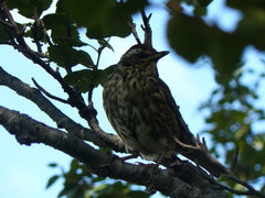 Turdus iliacus coburni