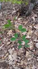 Lathyrus rotundifolius