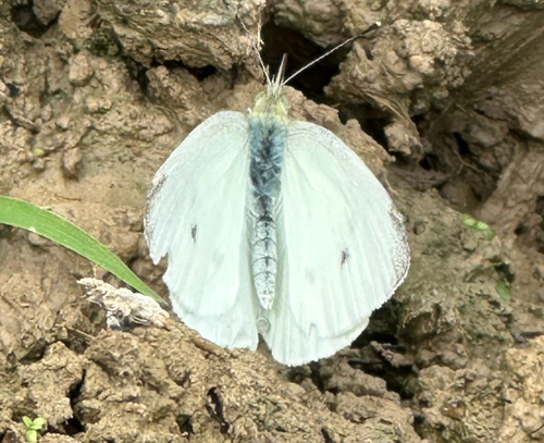 Small White