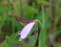 Cleistesiopsis oricamporum