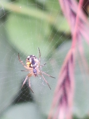 Cricket-bat Orbweaver
