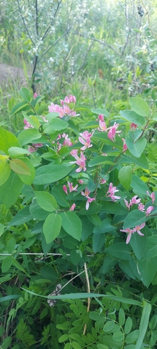 Tatarian honeysuckle