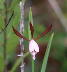 Cleistesiopsis oricamporum