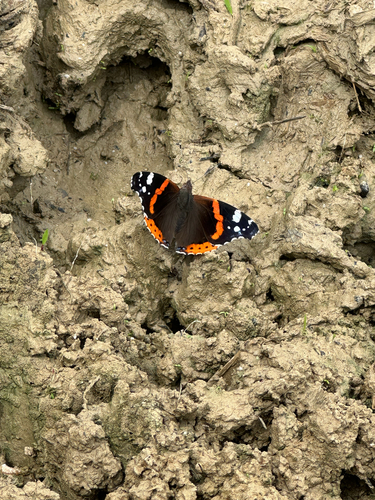 Red Admiral