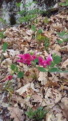 Lathyrus rotundifolius