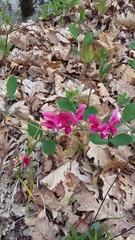 Lathyrus rotundifolius