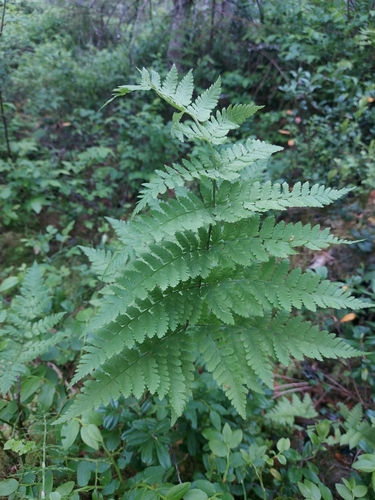 spinulose wood fern