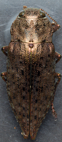 Dicerca berolinensis
