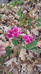 Lathyrus rotundifolius