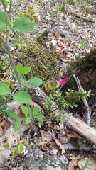 Lathyrus rotundifolius