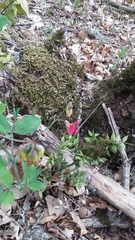 Lathyrus rotundifolius