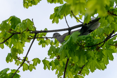 Streptopelia decaocto