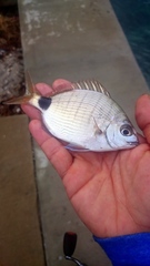 Diplodus holbrookii