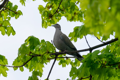 Streptopelia decaocto