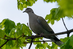 Streptopelia decaocto